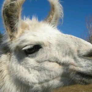 Meet your Posher, Lynette
